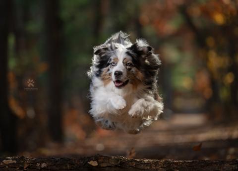 A photo of a dog jumping by Sandra McCarthy.