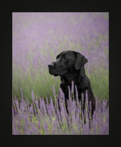 An image of a black dog amongst purple flowers.