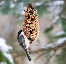 An image of a bird at a pinecone bird feeder. 