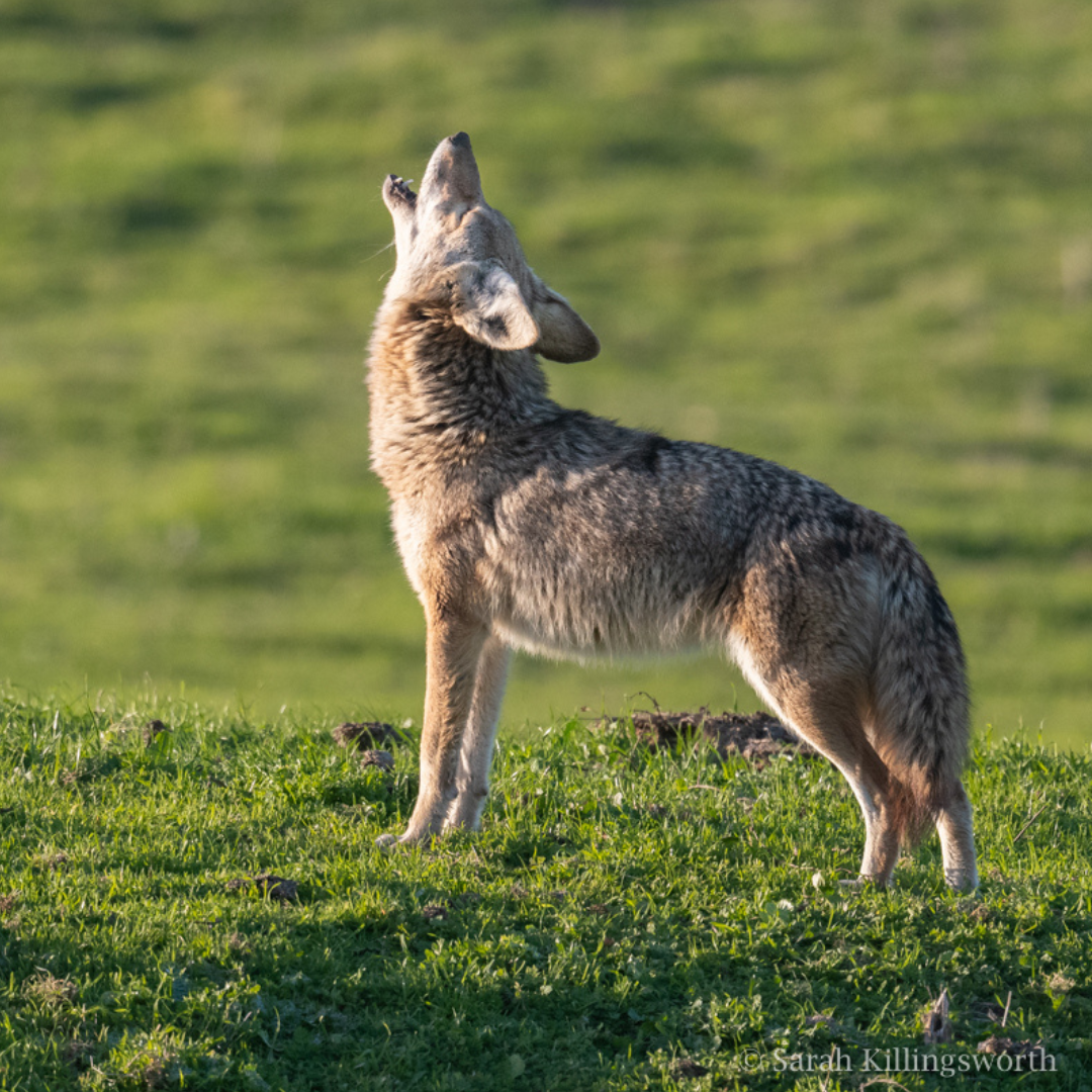 coyote